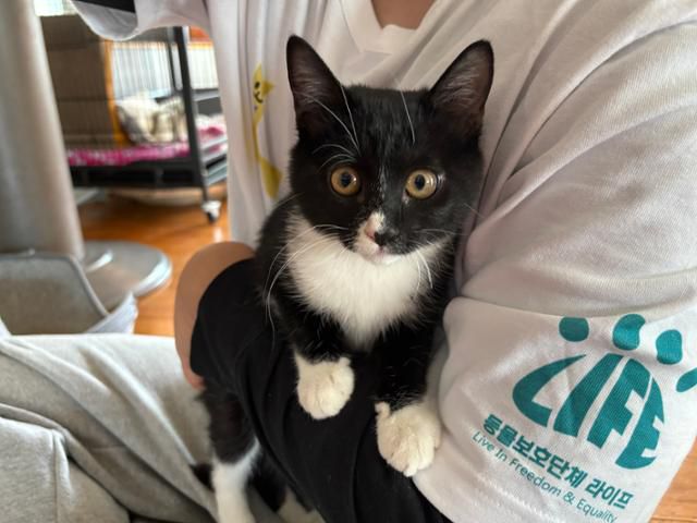 학교 담벼락에서 몇 시간째 울며 구조된 '시도'. 라이프 제공