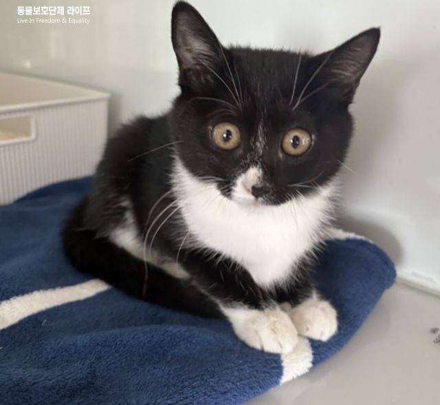 사람을 너무 좋아하는 시도. 동물보호단체 라이프 제공