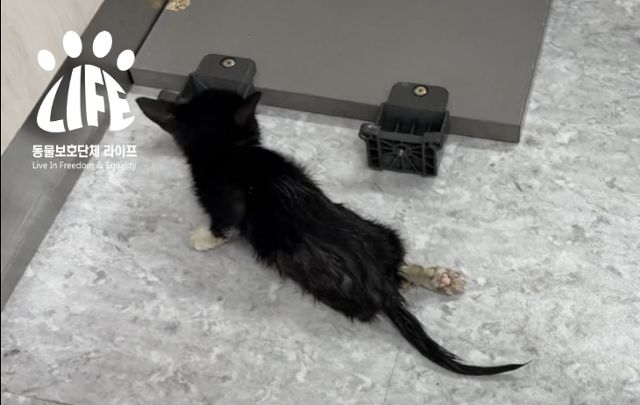 구조 당시 시도가 뒷다리를 제대로 이용하지 못하고 있는 모습. 동물보호단체 라이프 제공