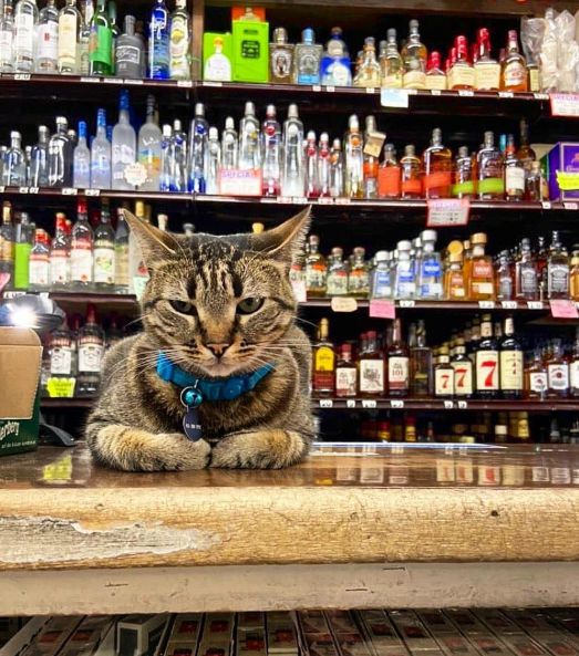 킷캣이 웨이모에 의해 목숨을 잃었다는 소식이 알려진 뒤 킷캣을 아껴온 시민들이 킷캣을 추모했다. 랜다스 마켓 인스타그램 캡처