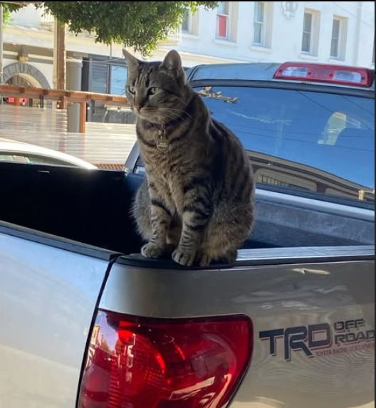 지난달 27일 미국 샌프란시스코에서 고양이 한 마리가 자율주행 택시 '웨이모'에 치여 죽은 사고가 발생했다. 사고로 목숨을 잃은 고양이 '킷캣'의 생전 모습. 랜다스 마켓 인스타그램