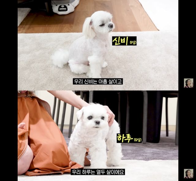 '매일 맥주 마시면서 52kg 유지하는 반백살 한고은 근황 (청담동 집, 남편, 30년 차 견주의 삶)' @유튜브 고은언니 한고은 캡처