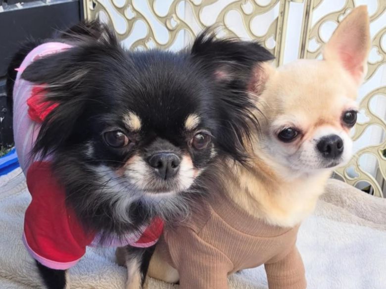 친구들 옆에 꼭 붙어 있고 싶어하는 하니(오른쪽). 동물보호단체 네스트 제공