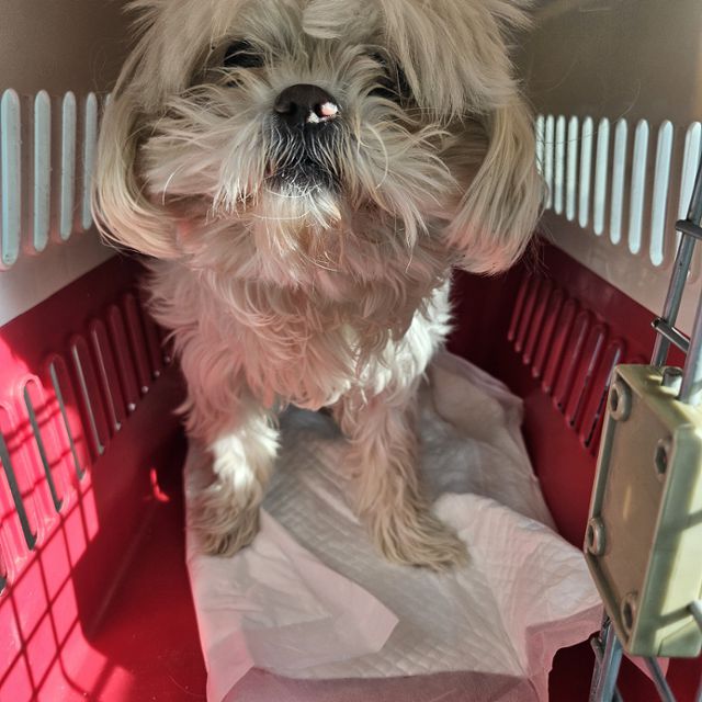 지자체 보호소에 있던 뽀뽀의 모습. 동물과함께행복한세상 제공