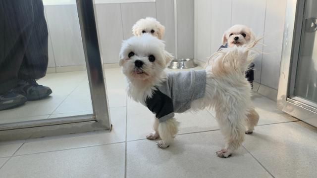 지난달 11일, 경기 남양주시 동물자유연대 보호소 '온센터'에서 만난 말티즈 종 반려견 '츄츄'의 모습. 츄츄는 처음 보는 사람들에게도 낯을 가리지 않고 다가와 인사를 시도했다. 동그람이 정진욱