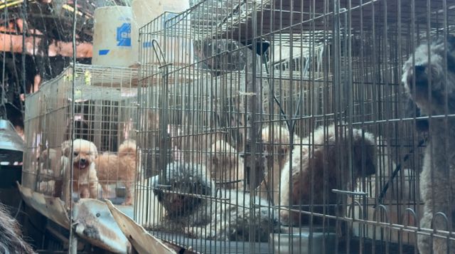 지난 9월 세종시 외곽에 위치한 비닐하우스에서 발견된 품종견들. 동물자유연대 제공