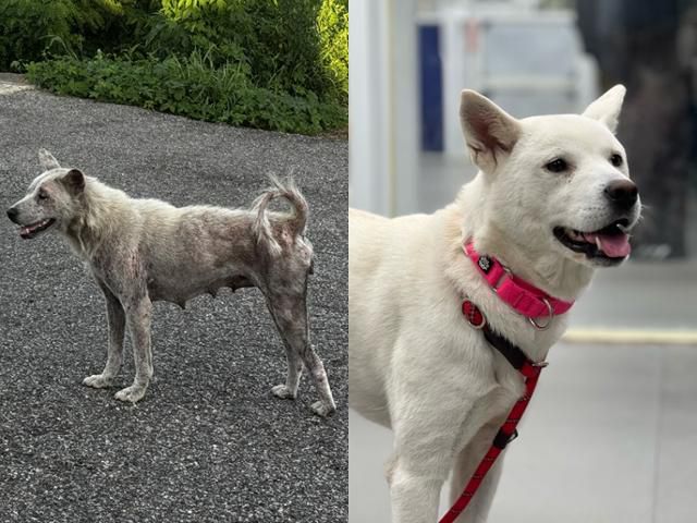 경기 화성시에서 새끼들을 지켜낸 엄마개 보름이 구조 전(왼쪽)과 후의 모습. 동물구조단체 위액트 제공