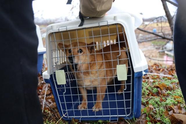 지난해 2월, 충남 보령시의 불법 번식장에서 발견된 개 '아장이'가 구조대가 준비한 이동장에 들어가 있다. 동물자유연대 제공