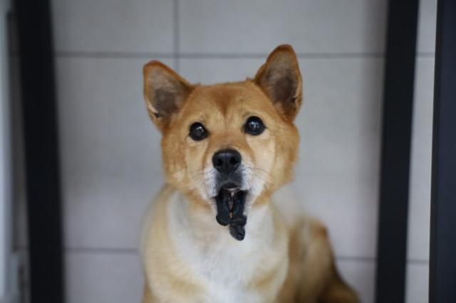 길게 늘어진 아장이의 턱살은 야외 생활, 특히 산책을 할 때 애로사항이 있었다. 동물자유연대 제공