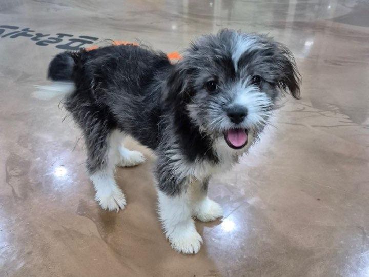 눈망울이 예쁜 강이. 팅커벨프로젝트 제공