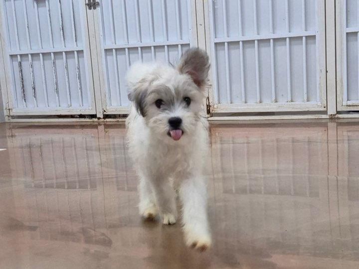 사람을 좋아하고 활달한 성격의 결이. 팅커벨프로젝트 제공