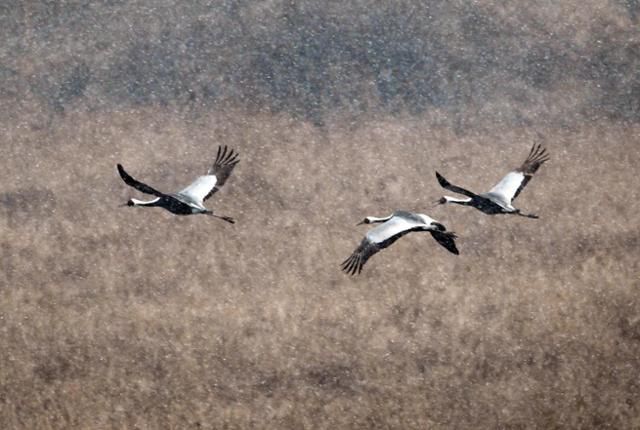 눈이 내리는 철원 평야에서 두루미들이 먹이를 찾아 눈을 가르며 날고 있다. 왕태석 선임기자