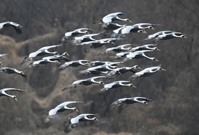 새벽 동이 트는 철원 평야의 하늘에서는 두루미들이 먹이를 찾아 어둠 속을 가르며 날고 있다. 왕태석 선임기자