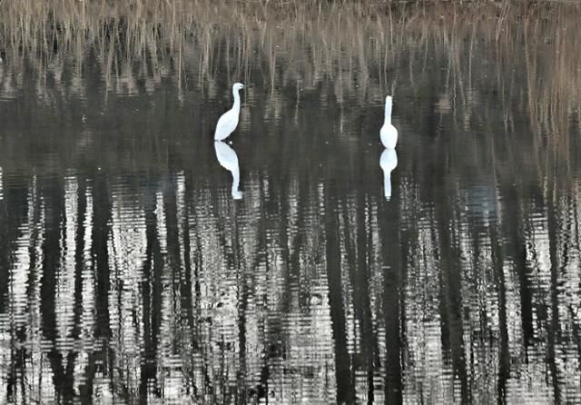 정적이 흐르는 우포늪의 겨울은 시간마저 숨을 죽인 조용한 풍경을 만들고 있다. 창녕=왕태석 선임기자