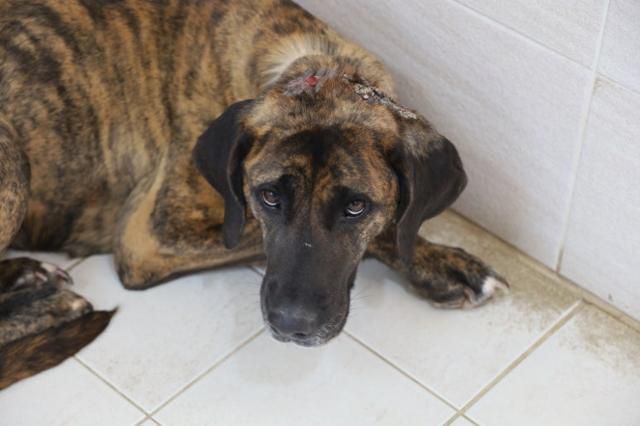 구조와 치료 직후 온센터에 입주한 덕분이의 모습. 이때만 해도 겁이 많아 잔뜩 웅크리고 있었다. 동물자유연대 제공