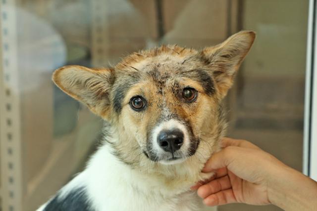 센터에 오자마자 모든 걸 낯설어하던 모습의 포근이. 동물자유연대 제공