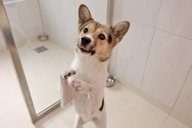 간식을 달라고 두 손을 내밀고 있는 포근이. 동물자유연대 제공