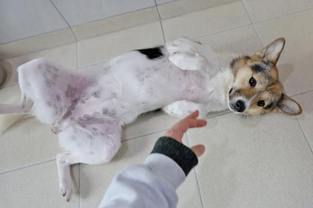 활동가를 보고 발라당하는 포근이. 동물자유연대 제공