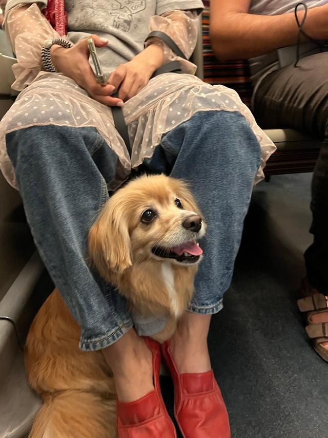 어디든 댕댕이도 함께 (in 유럽) 보호자 제공