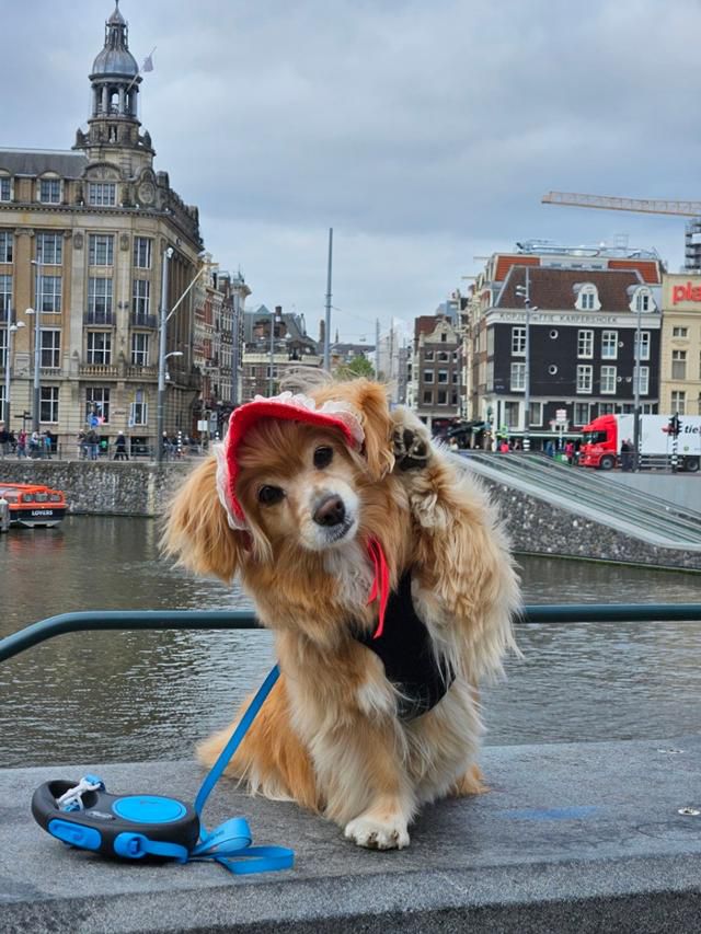 망고의 시그니처 포즈♥️ 보호자 제공