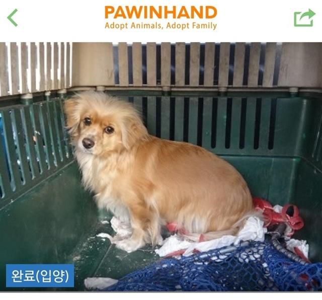 포인핸드에 올라왔던 망고의 입양 공고 사진이에요. 보호자 제공