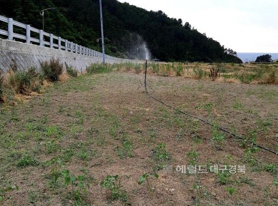 울릉군 새마을회가 양삼을 심은후 물을 주며 사후 관리에도 만전을 기하고 있다.