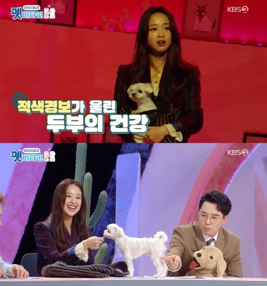 KBS2 '펫 비타민' 방송 캡처