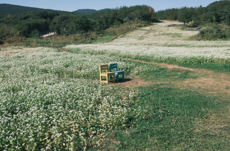 제주 머체왓숲길, 꽃과 함께 쫙 펼쳐진 목장