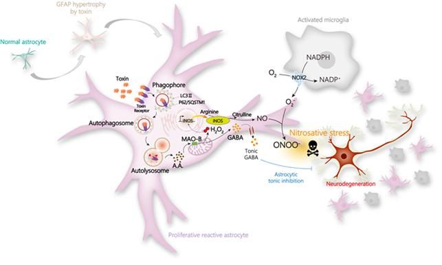 중증 반응성 별세포에 의한 신경세포 사멸 및 치매 병증 유도 기작.[IBS 제공]