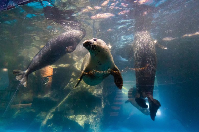 “둘만 있다가, 다섯 식구 대가족 되니 너무 좋아요” 물범 대가족의 유영