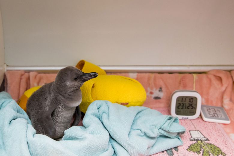 아기펭귄 최적 온도 유지