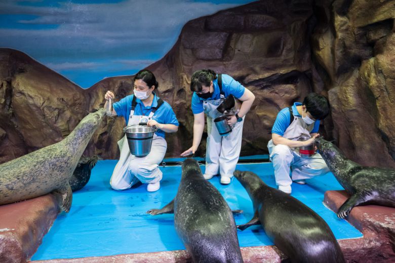 롯데월드 아쿠아리움 아쿠아리스트들의 보살핌속에 건강한 대가족들 이뤄가고 있는 물범들
