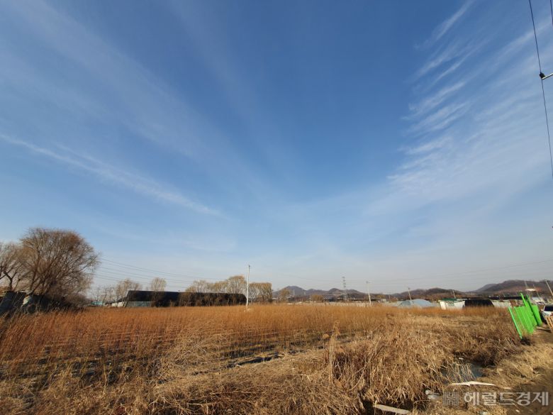 인근 땅들은 모두 비닐하우스 농사를 짓거나, 고물상, 야적장, 공장부지등으로 활용이 되고 있지만 이곳은 관리하는 사람 없이 묘목만 심겨져 있다. [사진=이민경 기자]