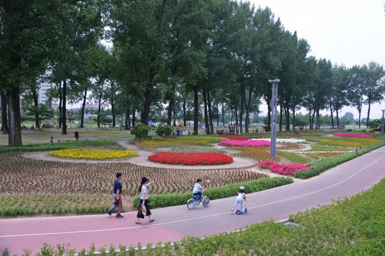 충북 증평 좌구산 자연휴양림 인근 보강천 미루나무숲