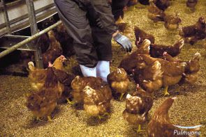 동물복지 인증 농가 [풀무원 제공]