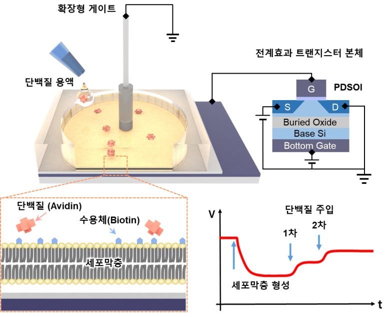 세포막-전계효과트랜지스터의 분자 검출 모식도.[KIST 제공]