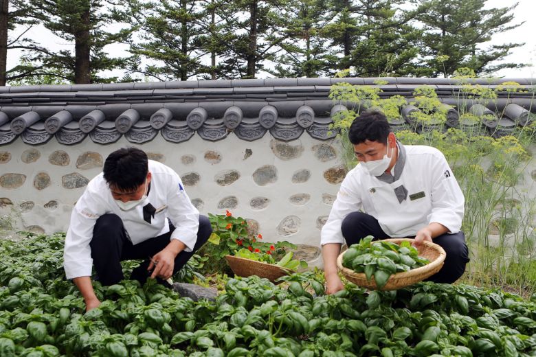 이태규 부장과 김수영 과장이 하이원 운암정에 위치한 오가닉팜에서 친환경 채수와 허브를 재배하고 있다.