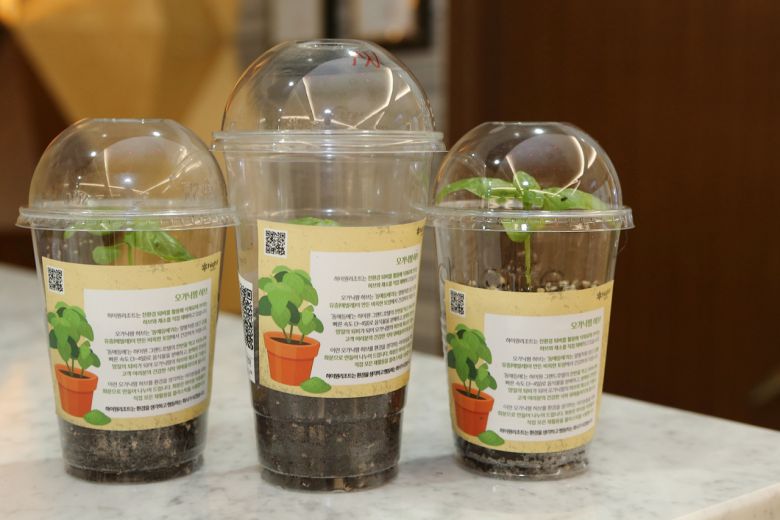 재활용 컵에 담긴 새싹