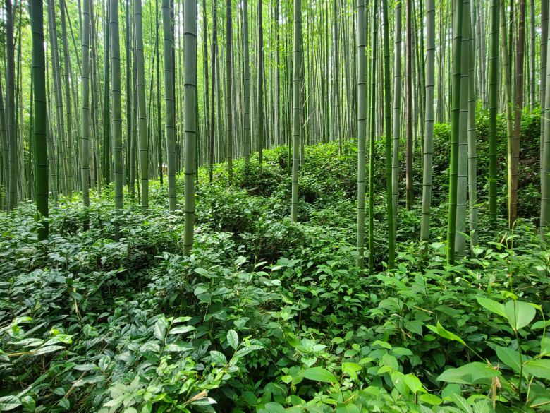 죽녹원의 대나무 아래엔 대나무이슬을 먹고 자라는 죽로차 나무들이 군락을 이룬다.