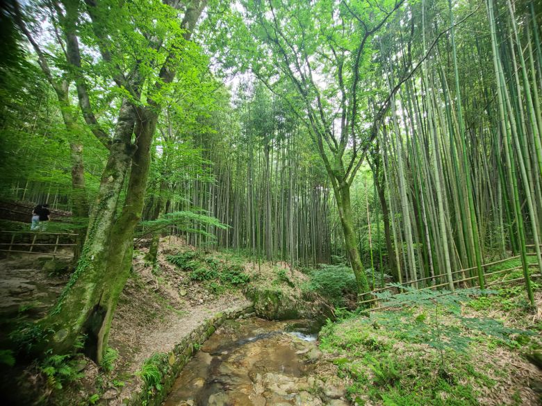 소쇄원 입구 대숲과 정원 계곡이 만나는 곳