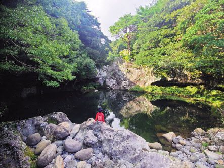 ‘고살리숲길’에서 갑자기 나타나는 속괴와 바위옆 적송
