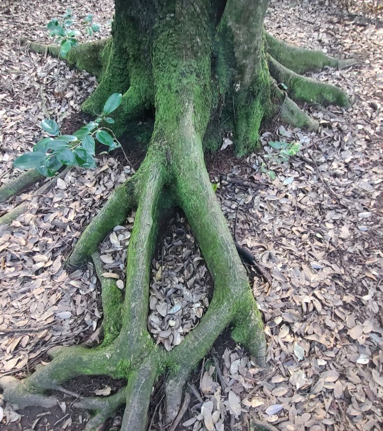 고살리 나무가 돌무지 위에서 자라면서 불안정하자 몸을 지탱하기 위해 지상으로 판근을 뻗어 심지어 울타리모양까지 만들었다.