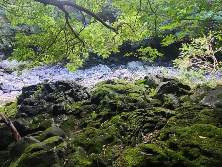 고살리숲길과 개천 사이, 파란만장한 지질변화를 말해주든 뒷용암의 앞용암 추돌로 빚어진 밧줄구조, 까칠하지 않고 맨질맨질한 현무암 등을 볼수 있다.