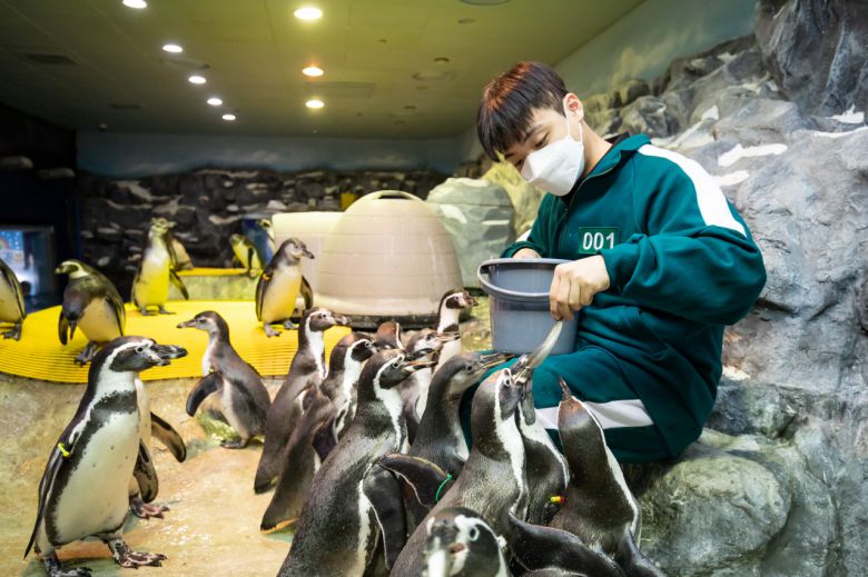 같은 해에 태어난 훔볼트 펭귄들에게 깐부라고 부르기 시작하면서 아쿠아리스트들도 오징어게임 녹색트레이닝복으로 갈아입었다.