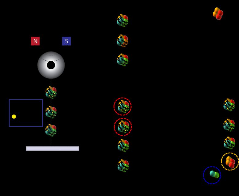 크로마틴 구조의 고정을 통한 시스플라틴의 항암 효과를 설명하는 물리적 모델. (A)자석 구슬에 부착된 단일 크로마틴 분자의 개략도. (B)인가된 힘과 고농도 염에 의해 붕괴되는 정상 단일 크로마틴 분자. (C)시스플라틴 결합에 의해 비가역적으로 고정된 단일 크로마틴 분자.[고려대학교 제공]