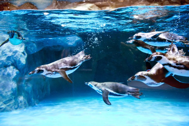 올해 대한민국에서 태어난 훔볼트펭귄 깐부들.