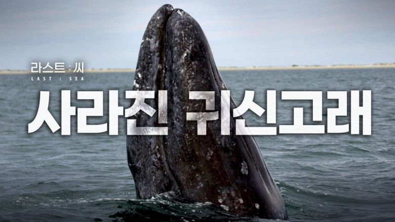 ▶한때 우리 바다에도 대형 고래가 있었습니다. 포경을 금지하고 1000만 원의 포상금까지 내걸었지만, 이 고래는 더 이상 한국 바다에서 발견되지 않고 있습니다.