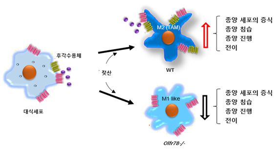 DGIST 구재형 교수와 경북대학교 의과대학 이병헌 교수 공동연구팀이 새롭게 규명한 종양관련대식세포(TAM) 분화 기전.[DGIST 제공]
