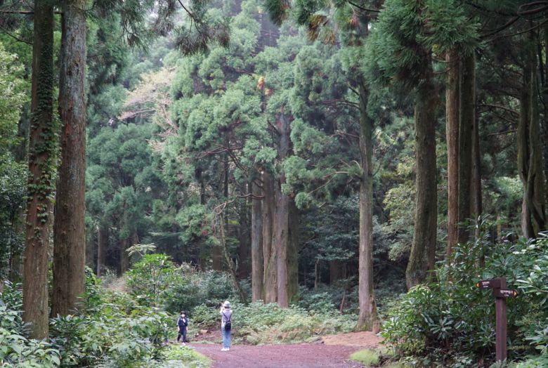 서귀포 치유의 숲.