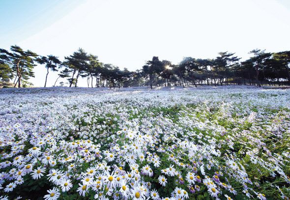 가을에 개최되는 구절초 꽃축제.[GC녹십자웰빙 제공]
